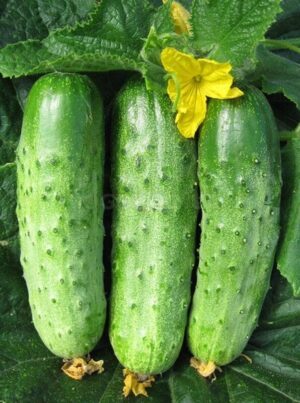 Насіння Огірок Вісконсін (вага від 100 г.)