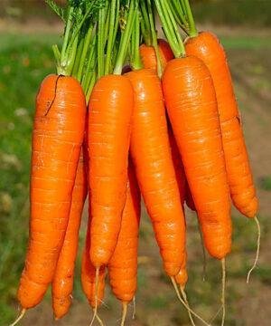 Насіння Морква Червона троянда (вага)