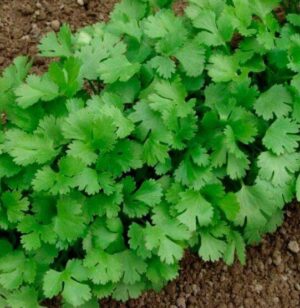 Насіння Кінза (вага від 100 г.)