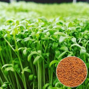 Насіння Салат Крес салат (вага від 100 г.)