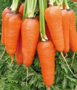 Насіння Морква Болтекс інкрустація (вага від 100 г.)