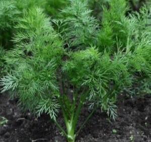 Насіння Кріп Лісногородський (вага)