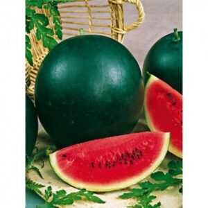 Насіння Кавун Вогник (вага від 100 г.)