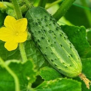 Насіння Огірок Бригадний F1 (вага)