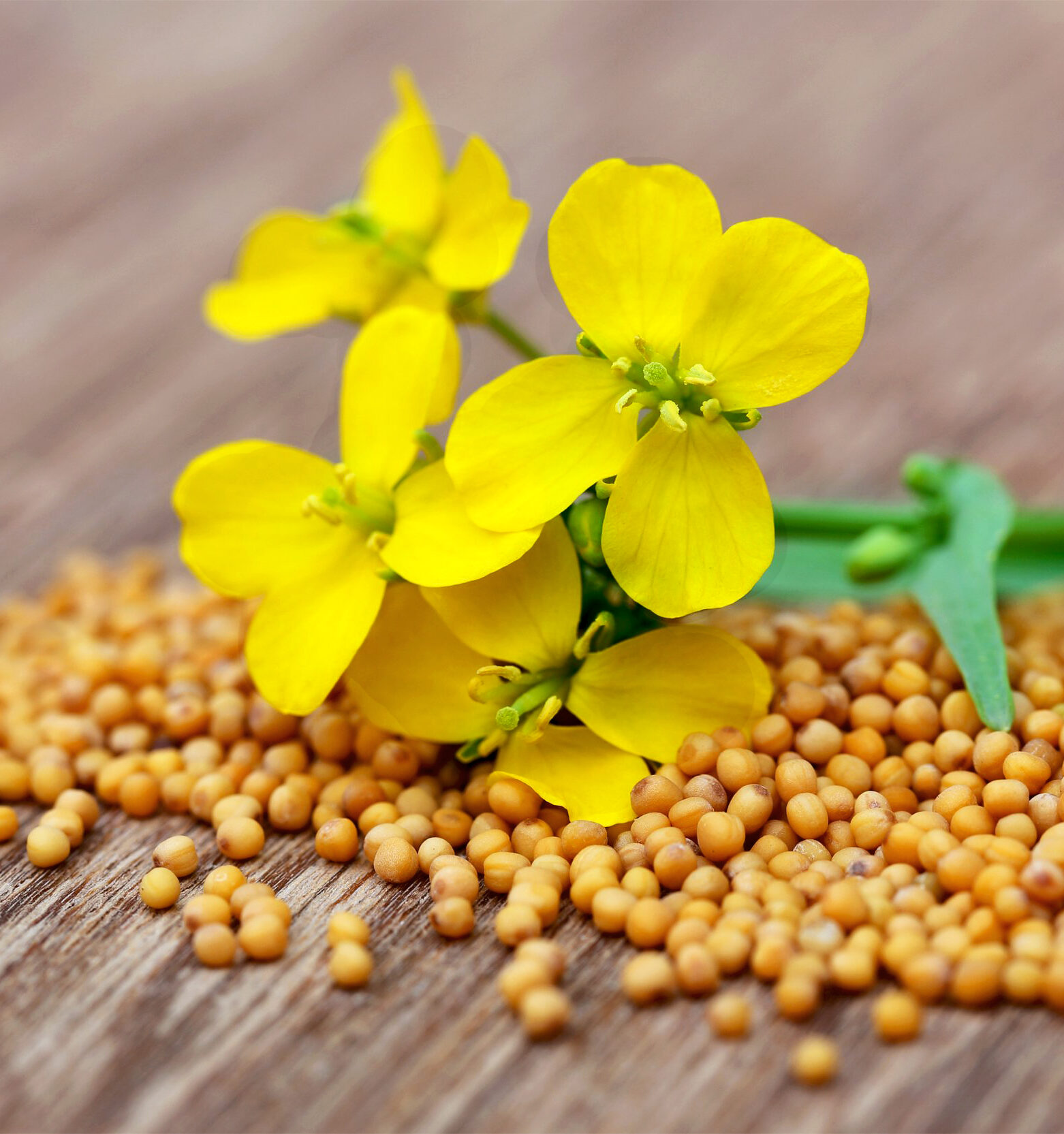 Насіння Гірчиця жовта (сидерат) 1 кг