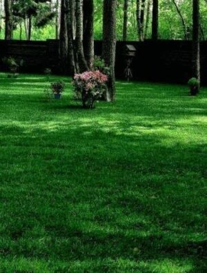 Газонна трава Тіньова 1 кг.