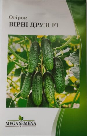 Насіння Огірок Вірні друзі F1 (1 г.)