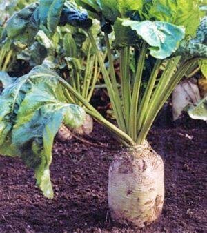 Насіння Кормовий буряк Центаур Полі ( Польща) 0,3 кг.