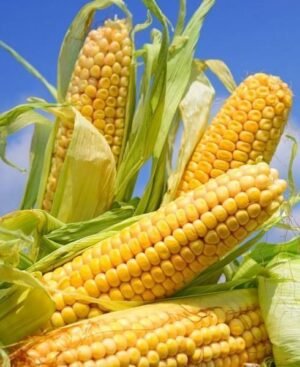 Насіння Кукурудза цукрова Брусниця (вага)