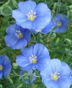 Насіння Льон блакитний (вага від 100 г.)