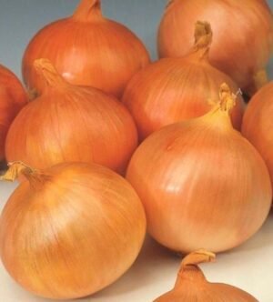 Насіння Цибуля Халцедон (вага)