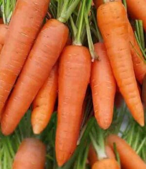 Насіння Морква Абако інкрустація (вага від 100 г.)