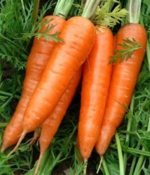 Насіння Морква Вітамінна 6 (вага)