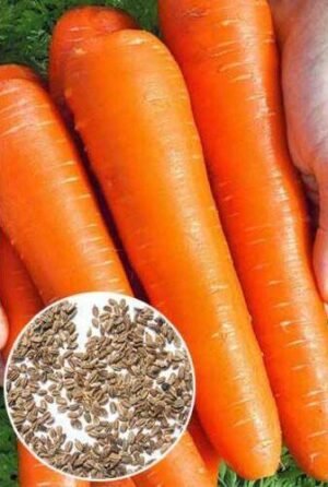 Насіння Морква Московська зимова (вага)