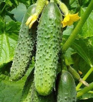 Насіння Огірок Зятьок F1 інкрустація (вага)