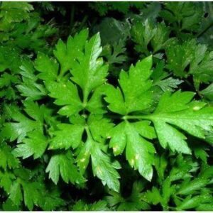 Насіння Петрушка листова Гігант де Італії (вага)