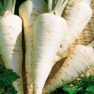 Насіння Петрушка коренева Берлінська (вага від 100 г.)