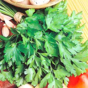 Насіння Петрушка листова (вага від 100 г.)