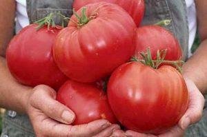 Помідор Райська насолода (вага)