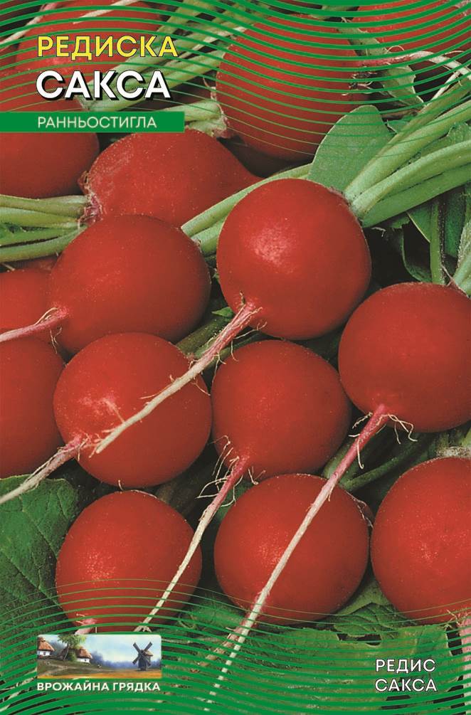 Насіння Редис Сакса (5 г.)