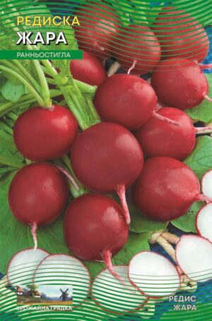 Насіння Редис Жара (5 г.)