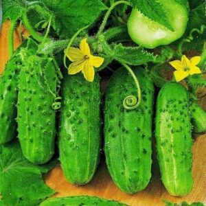 Насіння Огірок Роднічок F1 інкрустація (вага від 100 г.)