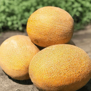 Насіння Диня Берегіня (вага)