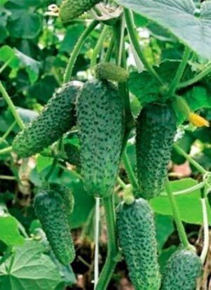 Насіння Огірок Кущовий (вага)
