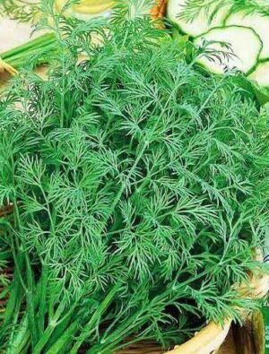 Насіння Кріп Алігатор (вага від 100 г.)