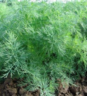 Насіння Кріп Кущовий (вага від 100 г.)