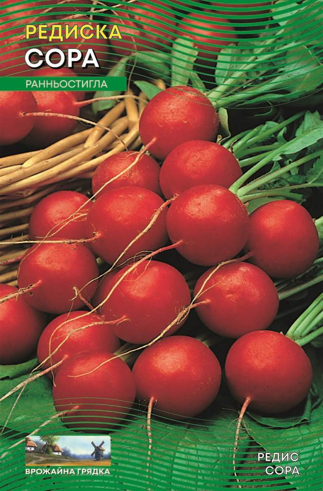 Насіння Редис Сора (5 г.)